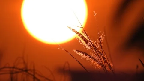 Thai grass flower Movements in the wind at sunset time Stock Footage 119068594