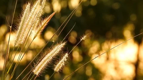 Thai grass flower Movements in the wind at sunset time Stock Footage 119068642