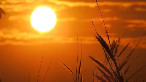 Thai grass flower Movements in the wind at sunset time Stock Footage 119068670