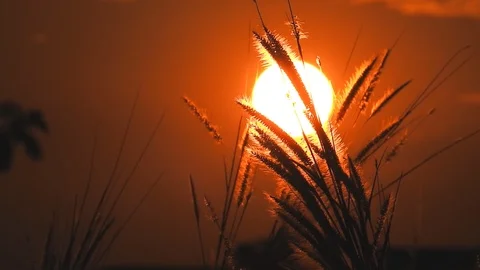 Thai grass flower Movements in the wind at sunset time Stock Footage 119068692