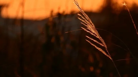 Thai grass flower Movements in the wind at sunset time Stock Footage 119068744