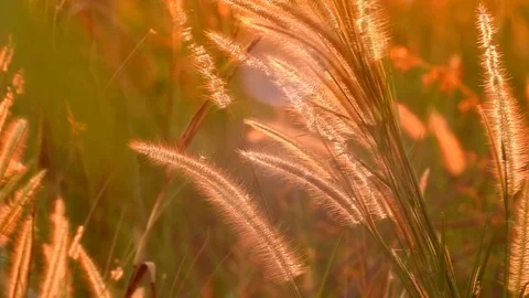 Thai grass flower Movements in the wind at sunset time Stock Footage 119068852