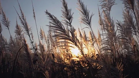 Thai grass flower Movements in the wind at sunset time Stock Footage 119268310