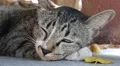 Thai gray cat half asleep HD Footage
