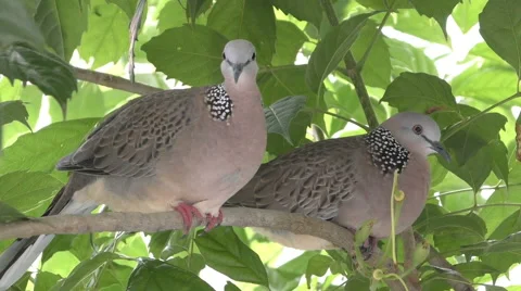 Thai Gray Doves in Tree Stock Footage 65640741