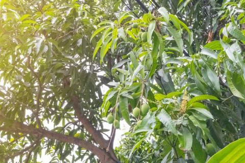 Thai green tiny mango on tree at thailand Foto stock
