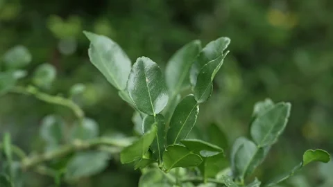 Thai Herb Kaffir Lime Leaves in Natural Setting Stock Footage 289746394