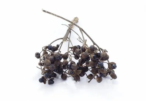 Thai Herb Foto stock