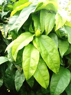 Thai herb Foto stock