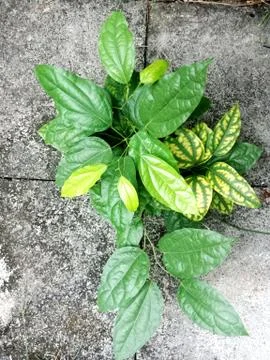 Thai herb Stock Photos