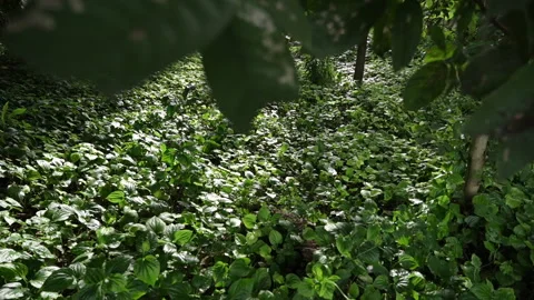 Thai Herb Wild Betel Leaf (Chaplu) Flourishing in Nature Stock Footage 289733809