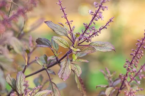 Thai holy basil Stock Photos