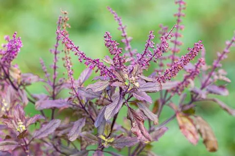 Thai holy basil red leaf Stock Photos