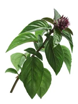 Thai Holy Basil stem, paths Stock Photos
