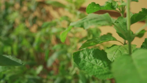 Thai holy basil in a vegetable plot Stock Footage 260599287
