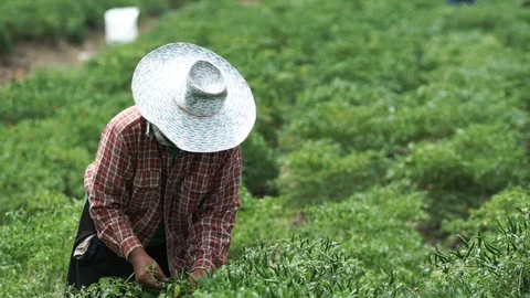 Thai hot chilli getting ripe on its tree in organic farm Stock Footage 120974346
