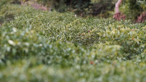 Thai hot chilli getting ripe on its tree in organic farm Stock Footage 120974372