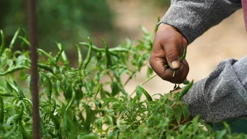 Thai hot chilli getting ripe on its tree in organic farm Stock Footage 120974419