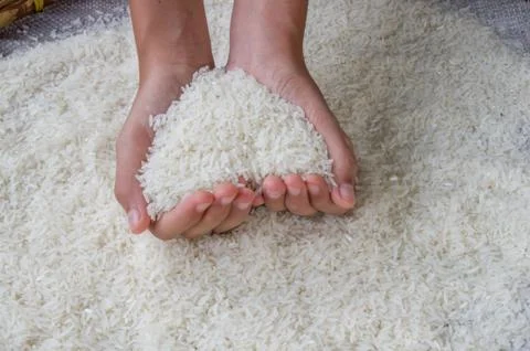 Thai jasmine rice Stock Photos
