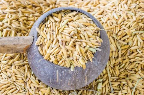 Thai  jasmine rice Stock Photos