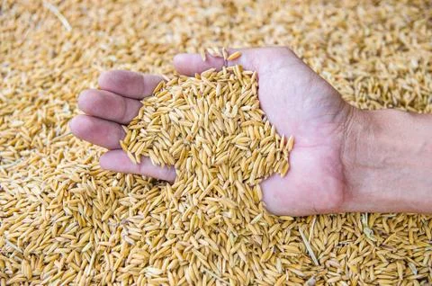 Thai jasmine rice Stock Photos