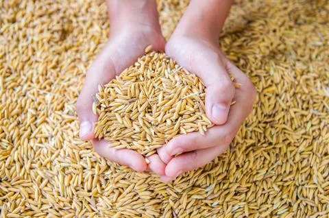 Thai jasmine rice Stock Photos