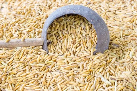 Thai  jasmine rice Stock Photos