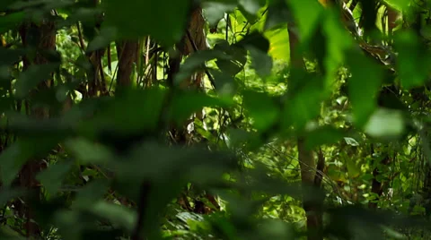 Thai jungle Stock Footage 34284203