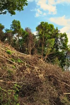 Thai jungle Stock Photos