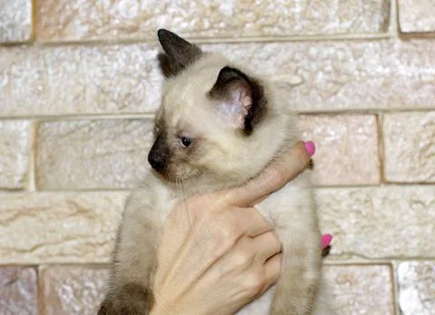 Thai kitten in hand Stock Photos