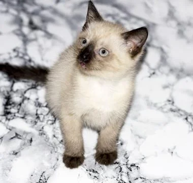 Thai kitten on marble Stock Photos