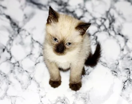 Thai kitten on a marble table Stock Photos