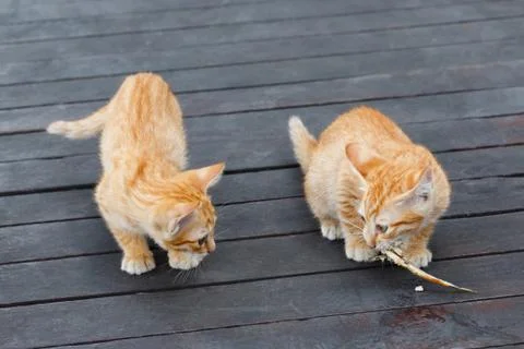 Thai kitten Stock Photos