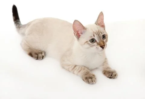 Thai kitten. Stock Photos