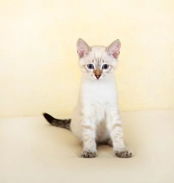 Thai kitten. Stock Photos