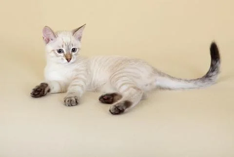 Thai kitten. Stock Photos
