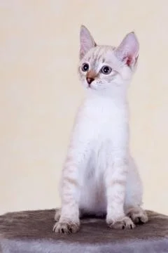 Thai kitten. 스톡 사진