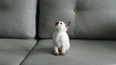 Thai kitten play (old-siamese type) Stock Footage 77762612