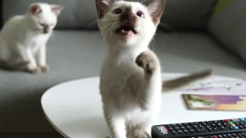 Thai kitten play (old-siamese type) Stock Footage 77762620