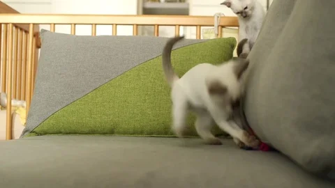Thai kitten play (old-siamese type) Stock Footage 77762626