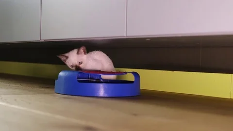 Thai kitten play (old-siamese type) Stock Footage 77762631
