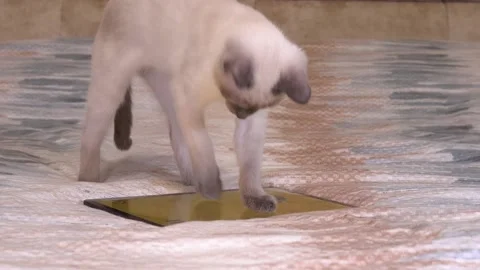 Thai kitten sits on the bed and looks at the screen of the tablet. The cat is Stock-Footage 202240016