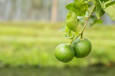 Thai Lemon on the tree. Foto stock