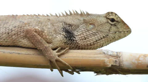 Thai lizard on branch. Stock Footage 23891550