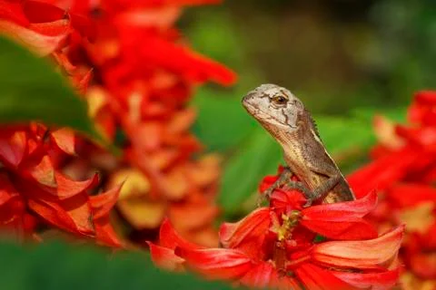 Thai lizard on red flower Stock Photos