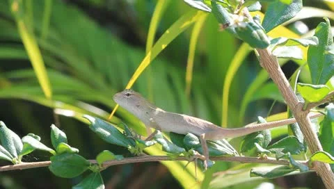 Thai lizard on tree branch. Stock Footage 10868703
