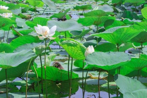 Thai lotus Stock Photos