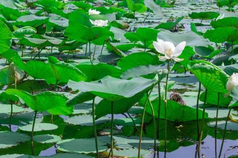 Thai lotus Stock Photos
