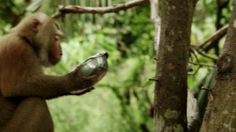 Thai Macaque is Being Fed Video stock 74420451