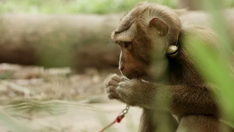 Thai Macaque Eating a Leaf Stock Footage 74420360